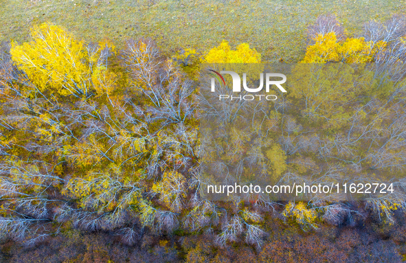 A birch forest enters the best viewing period in Ulan Butong grassland of Chifeng, China, on September 27, 2024. 