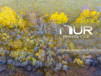 A birch forest enters the best viewing period in Ulan Butong grassland of Chifeng, China, on September 27, 2024. (