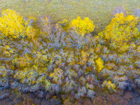 A birch forest enters the best viewing period in Ulan Butong grassland of Chifeng, China, on September 27, 2024. (