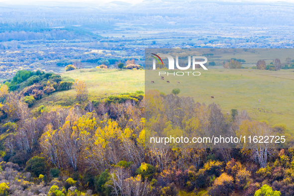 A birch forest enters the best viewing period in Ulan Butong grassland of Chifeng, China, on September 27, 2024. 