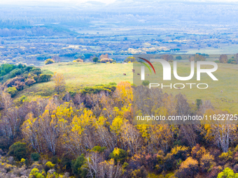 A birch forest enters the best viewing period in Ulan Butong grassland of Chifeng, China, on September 27, 2024. (