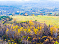 A birch forest enters the best viewing period in Ulan Butong grassland of Chifeng, China, on September 27, 2024. (