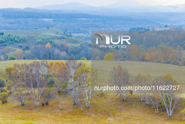 A birch forest enters the best viewing period in Ulan Butong grassland of Chifeng, China, on September 27, 2024. 