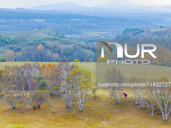 A birch forest enters the best viewing period in Ulan Butong grassland of Chifeng, China, on September 27, 2024. (