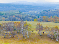 A birch forest enters the best viewing period in Ulan Butong grassland of Chifeng, China, on September 27, 2024. (