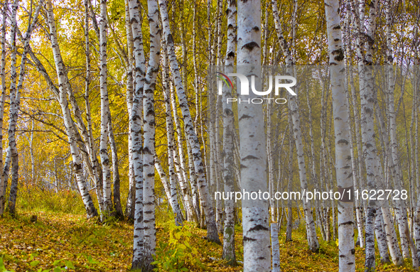 A birch forest enters the best viewing period in Ulan Butong grassland of Chifeng, China, on September 27, 2024. 