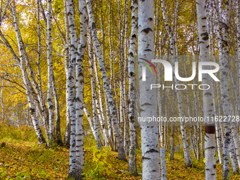 A birch forest enters the best viewing period in Ulan Butong grassland of Chifeng, China, on September 27, 2024. (