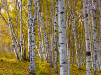 A birch forest enters the best viewing period in Ulan Butong grassland of Chifeng, China, on September 27, 2024. (