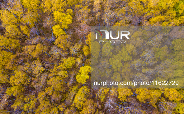 A birch forest enters the best viewing period in Ulan Butong grassland of Chifeng, China, on September 27, 2024. 