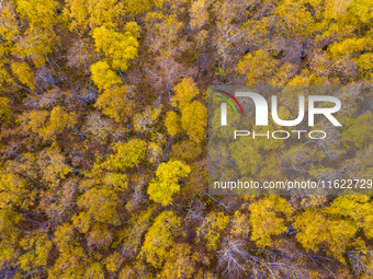 A birch forest enters the best viewing period in Ulan Butong grassland of Chifeng, China, on September 27, 2024. (