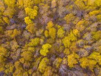 A birch forest enters the best viewing period in Ulan Butong grassland of Chifeng, China, on September 27, 2024. (