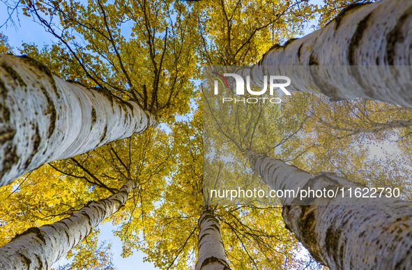 A birch forest enters the best viewing period in Ulan Butong grassland of Chifeng, China, on September 27, 2024. 