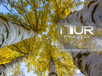 A birch forest enters the best viewing period in Ulan Butong grassland of Chifeng, China, on September 27, 2024. (