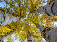 A birch forest enters the best viewing period in Ulan Butong grassland of Chifeng, China, on September 27, 2024. (