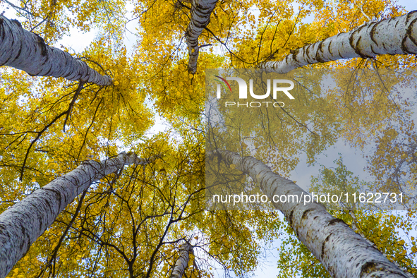 A birch forest enters the best viewing period in Ulan Butong grassland of Chifeng, China, on September 27, 2024. 