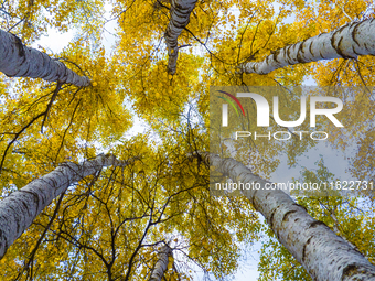 A birch forest enters the best viewing period in Ulan Butong grassland of Chifeng, China, on September 27, 2024. (