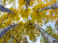 A birch forest enters the best viewing period in Ulan Butong grassland of Chifeng, China, on September 27, 2024. (