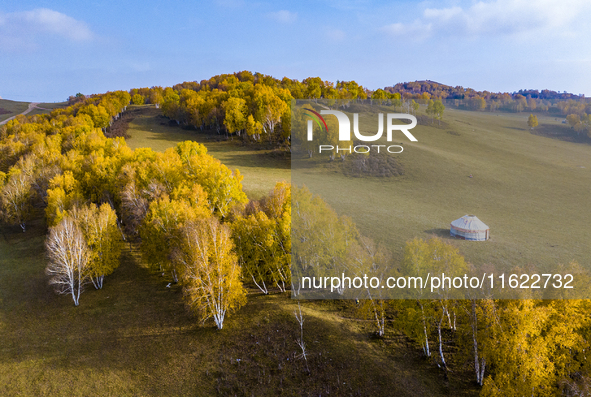 A birch forest enters the best viewing period in Ulan Butong grassland of Chifeng, China, on September 27, 2024. 