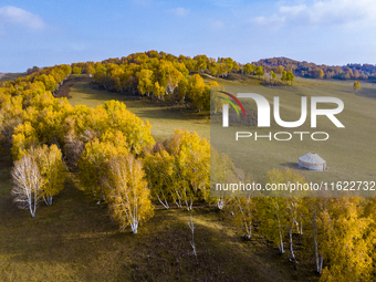 A birch forest enters the best viewing period in Ulan Butong grassland of Chifeng, China, on September 27, 2024. (