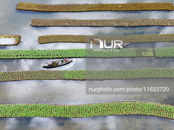 Aerial view of farmers cultivating vegetables on floating gardens in Nazirpur, Pirojpur, Bangladesh, on September 28, 2024. The farmers navi...