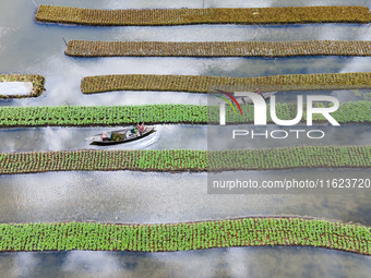 Aerial view of farmers cultivating vegetables on floating gardens in Nazirpur, Pirojpur, Bangladesh, on September 28, 2024. The farmers navi...