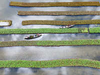 Aerial view of farmers cultivating vegetables on floating gardens in Nazirpur, Pirojpur, Bangladesh, on September 28, 2024. The farmers navi...