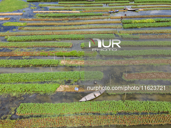 Aerial view of farmers cultivating vegetables on floating gardens in Nazirpur, Pirojpur, Bangladesh, on September 28, 2024. The farmers navi...