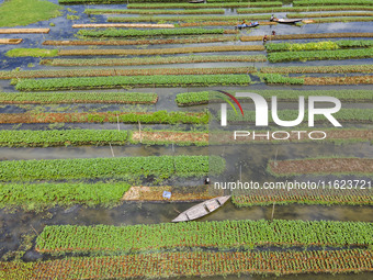 Aerial view of farmers cultivating vegetables on floating gardens in Nazirpur, Pirojpur, Bangladesh, on September 28, 2024. The farmers navi...