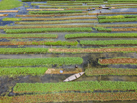 Aerial view of farmers cultivating vegetables on floating gardens in Nazirpur, Pirojpur, Bangladesh, on September 28, 2024. The farmers navi...