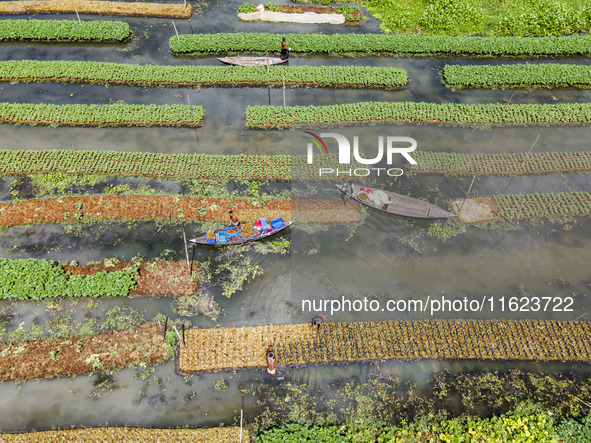 Aerial view of farmers cultivating vegetables on floating gardens in Nazirpur, Pirojpur, Bangladesh, on September 28, 2024. The farmers navi...