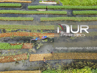 Aerial view of farmers cultivating vegetables on floating gardens in Nazirpur, Pirojpur, Bangladesh, on September 28, 2024. The farmers navi...