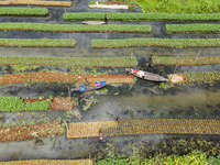 Aerial view of farmers cultivating vegetables on floating gardens in Nazirpur, Pirojpur, Bangladesh, on September 28, 2024. The farmers navi...