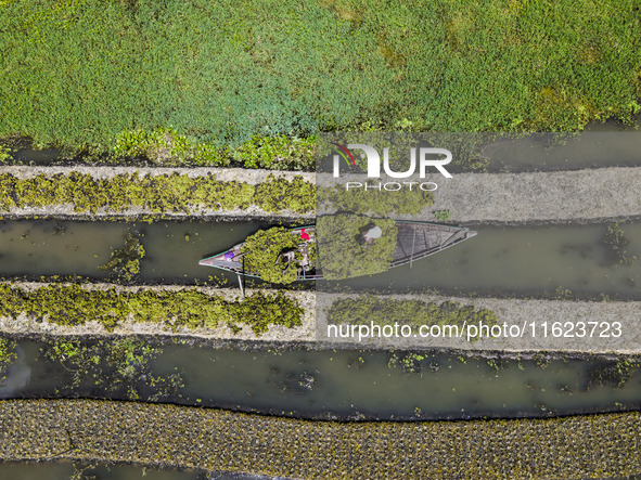 Aerial view of farmers cultivating vegetables on floating gardens in Nazirpur, Pirojpur, Bangladesh, on September 28, 2024. The farmers navi...