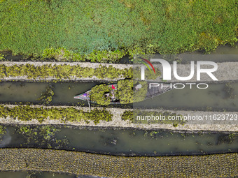 Aerial view of farmers cultivating vegetables on floating gardens in Nazirpur, Pirojpur, Bangladesh, on September 28, 2024. The farmers navi...