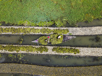 Aerial view of farmers cultivating vegetables on floating gardens in Nazirpur, Pirojpur, Bangladesh, on September 28, 2024. The farmers navi...