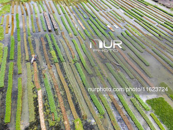 Aerial view of farmers cultivating vegetables on floating gardens in Nazirpur, Pirojpur, Bangladesh, on September 28, 2024. The farmers navi...