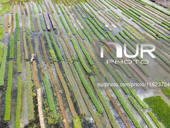 Aerial view of farmers cultivating vegetables on floating gardens in Nazirpur, Pirojpur, Bangladesh, on September 28, 2024. The farmers navi...