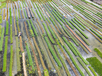 Aerial view of farmers cultivating vegetables on floating gardens in Nazirpur, Pirojpur, Bangladesh, on September 28, 2024. The farmers navi...