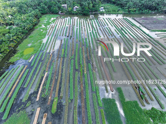 Aerial view of farmers cultivating vegetables on floating gardens in Nazirpur, Pirojpur, Bangladesh, on September 28, 2024. The farmers navi...