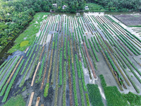 Aerial view of farmers cultivating vegetables on floating gardens in Nazirpur, Pirojpur, Bangladesh, on September 28, 2024. The farmers navi...