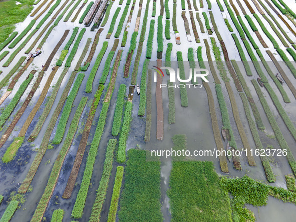 Aerial view of farmers cultivating vegetables on floating gardens in Nazirpur, Pirojpur, Bangladesh, on September 28, 2024. The farmers navi...