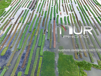 Aerial view of farmers cultivating vegetables on floating gardens in Nazirpur, Pirojpur, Bangladesh, on September 28, 2024. The farmers navi...