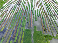 Aerial view of farmers cultivating vegetables on floating gardens in Nazirpur, Pirojpur, Bangladesh, on September 28, 2024. The farmers navi...