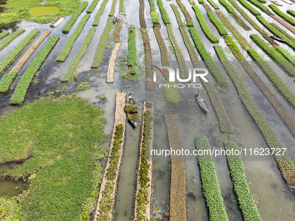 Aerial view of farmers cultivating vegetables on floating gardens in Nazirpur, Pirojpur, Bangladesh, on September 28, 2024. The farmers navi...