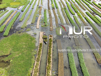 Aerial view of farmers cultivating vegetables on floating gardens in Nazirpur, Pirojpur, Bangladesh, on September 28, 2024. The farmers navi...