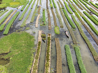 Aerial view of farmers cultivating vegetables on floating gardens in Nazirpur, Pirojpur, Bangladesh, on September 28, 2024. The farmers navi...