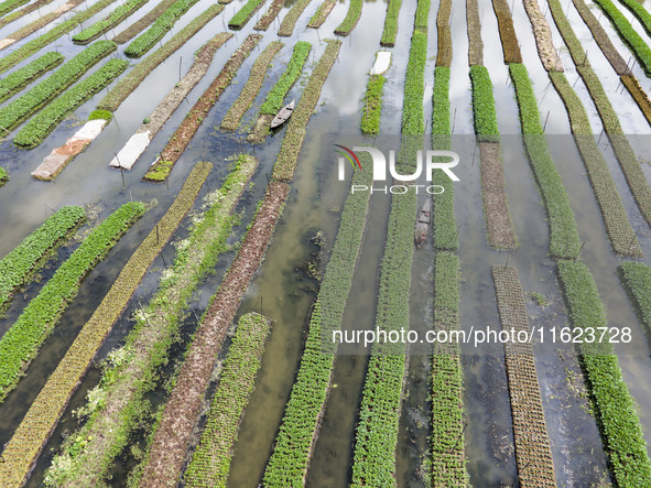 Aerial view of farmers cultivating vegetables on floating gardens in Nazirpur, Pirojpur, Bangladesh, on September 28, 2024. The farmers navi...