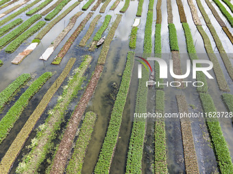 Aerial view of farmers cultivating vegetables on floating gardens in Nazirpur, Pirojpur, Bangladesh, on September 28, 2024. The farmers navi...