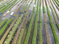 Aerial view of farmers cultivating vegetables on floating gardens in Nazirpur, Pirojpur, Bangladesh, on September 28, 2024. The farmers navi...