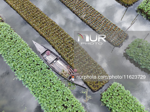 Aerial view of farmers cultivating vegetables on floating gardens in Nazirpur, Pirojpur, Bangladesh, on September 28, 2024. The farmers navi...